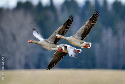 Greylag goose