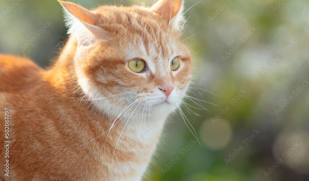 face of red confused cat with flattened ears hunting outdoors, funny pet