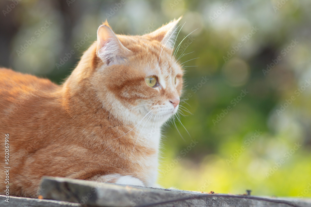 beautiful confused red cat lying on wooden roof in sunlight, pet resting on nature beautiful confused red cat lying on wooden roof in sunlight, pet resting on nature