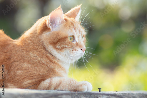 cute ginger cat lying on wooden roof in sunlight  pet resting on spring nature