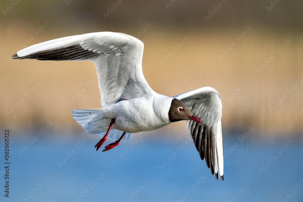 Obraz premium Black-headed Gull