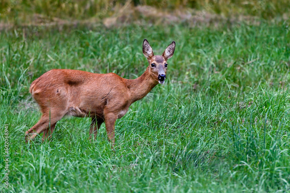 Roe Deer is looking surprised.