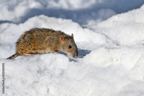 Rat is searching food on the cold winter day.