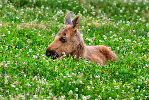 Moose calf is so tired that it has to lay down on top of the food.