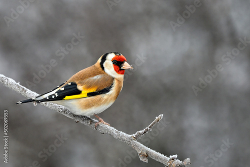 Goldfinch on a dark winter day