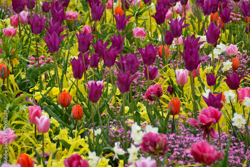 Botanischer Garten in Gütersloh in NRW, buntes Blumenbeet mit Flattergras, Kaiserkronen, Tulpen, Vergissmeinnicht, Gänseblümchen und Narzissen