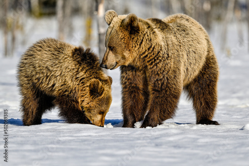 Mother bear teaches the cub to look for food under the snow and ice