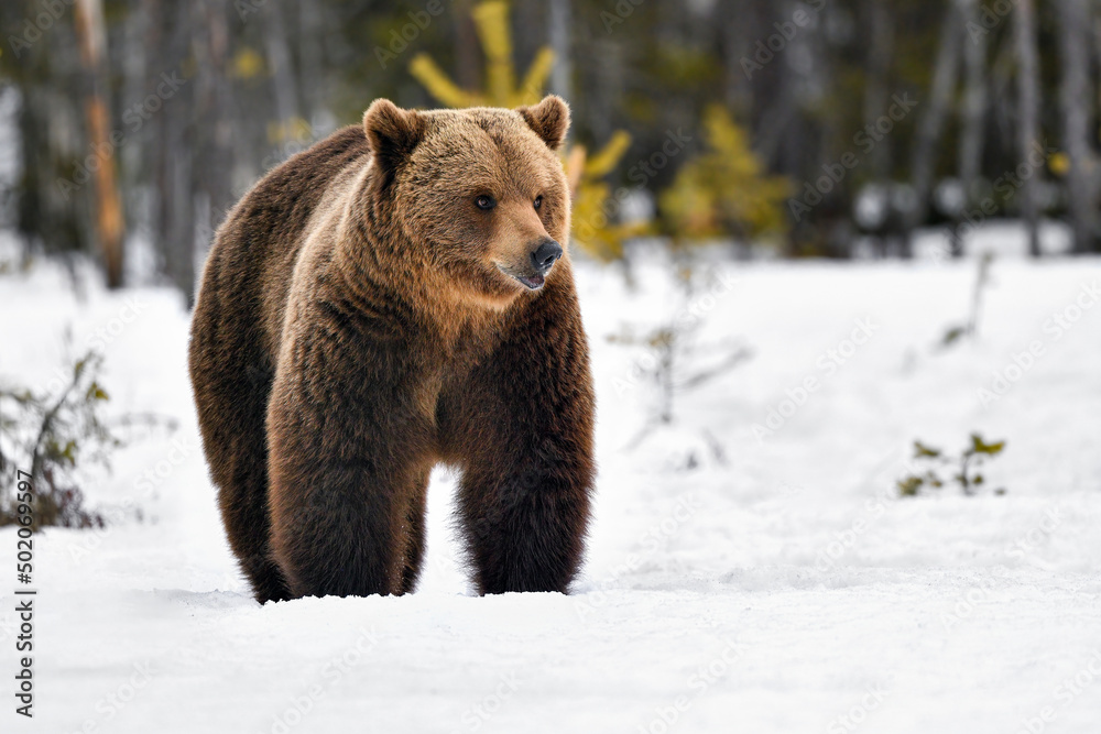Fototapeta premium Bear on spring snow