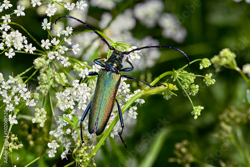 Longhorn beetle photo