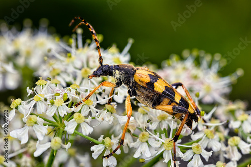 Spotted Longhorn Beetle © hakoar
