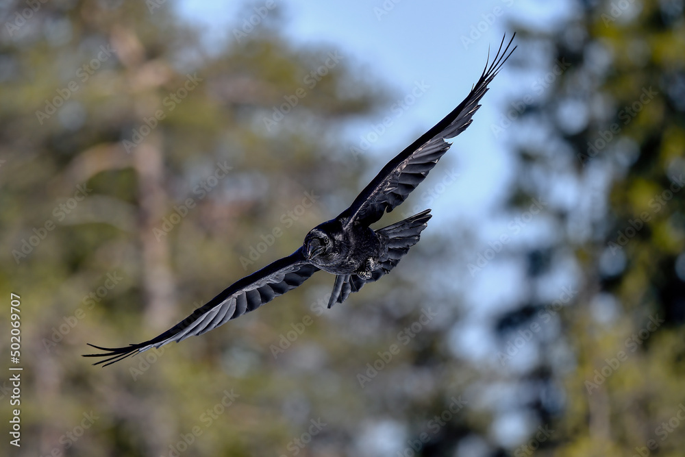 Obraz premium Common raven in flight