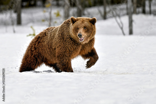 Brown bear. It's time to go