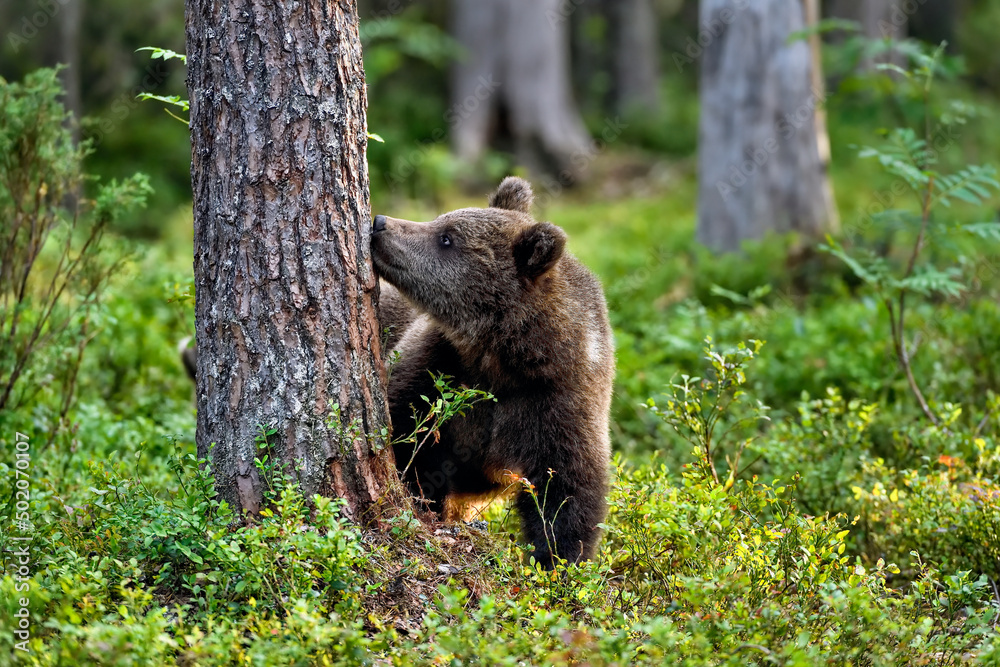 Fototapeta premium Sense of smell is important way to observe environment for bears