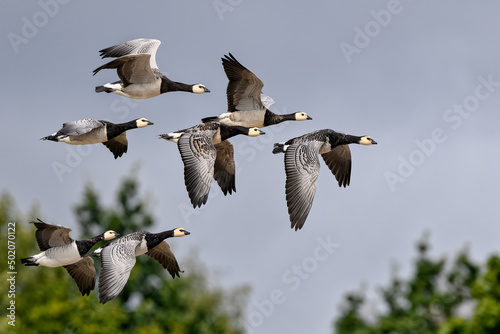 Barnacle goose. Time to migrate. photo