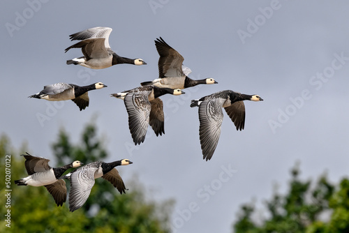 Barnacle goose. Time to migrate.