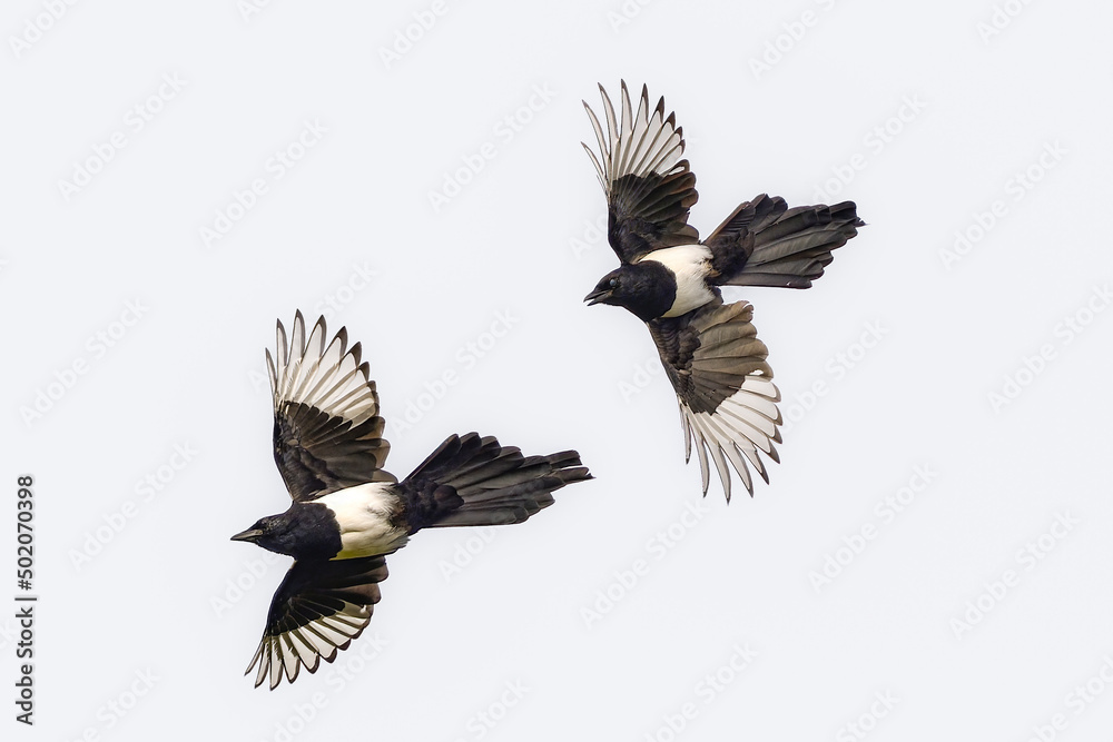 Obraz premium Magpie chase in the air.