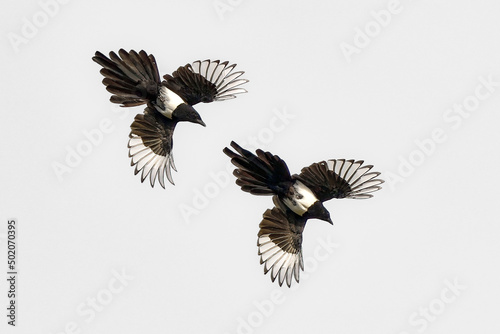 Magpie chase in the air.