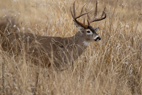 Majestic Boone & Crockett class Whitetail Buck in Swamp Grass