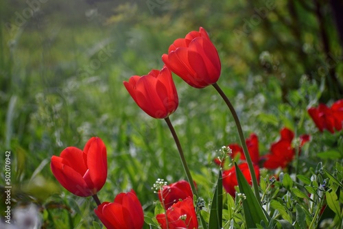 Red large tulips growing in a flower bed on a spring evening among the grass on a natural blurred background, close-up, side view.