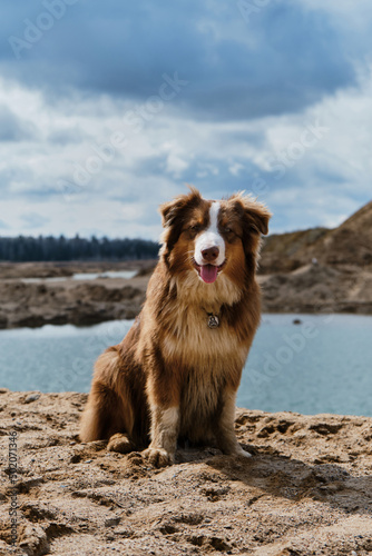 Aussie dog red tricolor enjoys views of nature. A sand pit with clear water. Australian Shepherd puppy sits on sandy riverbank on warm sunny day and smiles.
