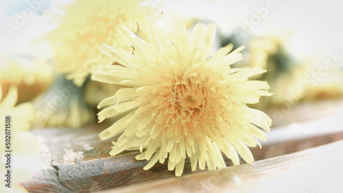 flowers on a wooden background