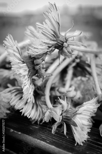 black and white dandelions