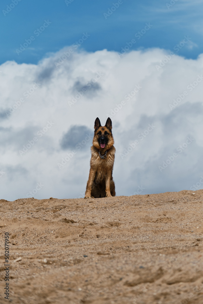 Traveling with thoroughbred dog in nature. Beautiful black and red German Shepherd sits on top of sand dune against background of white clouds and clear blue sky. Traveling with thoroughbred dog in nature. Beautiful black and red German Shepherd sits on top of sand dune against background of white clouds and clear blue sky.