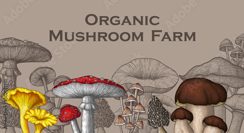 Vector illustration of colored and linear mushrooms. Fly agaric, chanterelles, porcini mushrooms, honey mushrooms, morel, mycena, russula, boletus in steel engraving