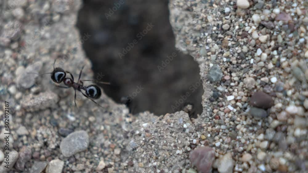 ants run around the anthill