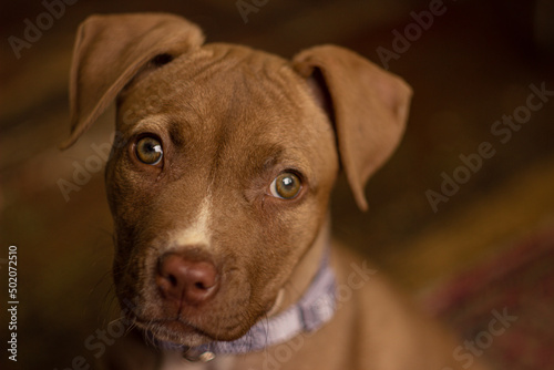 portrait of a dog