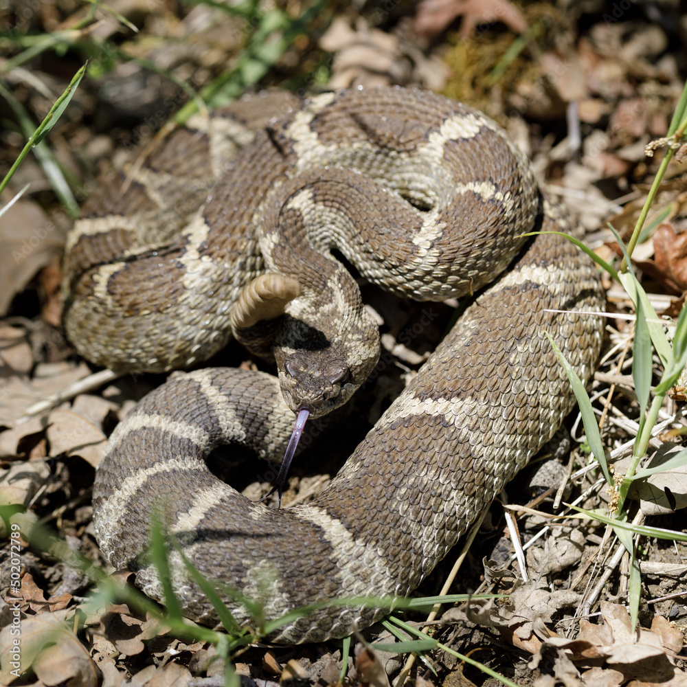 Angry Northern Pacific Rattlesnake in defensive posture. Joseph D Grant Ranch County Park, California, USA. Angry Northern Pacific Rattlesnake in defensive posture. Joseph D Grant Ranch County Park, California, USA.