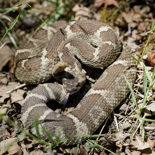 Angry Northern Pacific Rattlesnake in defensive posture. Joseph D Grant Ranch County Park, California, USA.