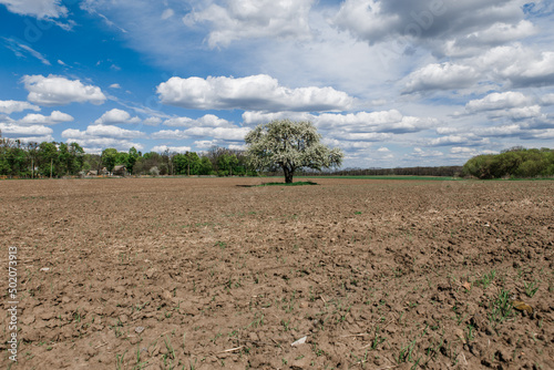 View of a spring plowed field, a blooming tree, and a beautiful sky with clouds