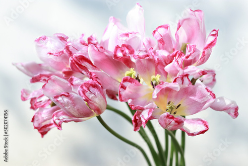 Faded Tulips close up. Bouquet of pink tulips close up. Tulip petals. Buds of faded flowers. Flowers on a white background. Beautiful bouquet. Floral background. Spring time. 