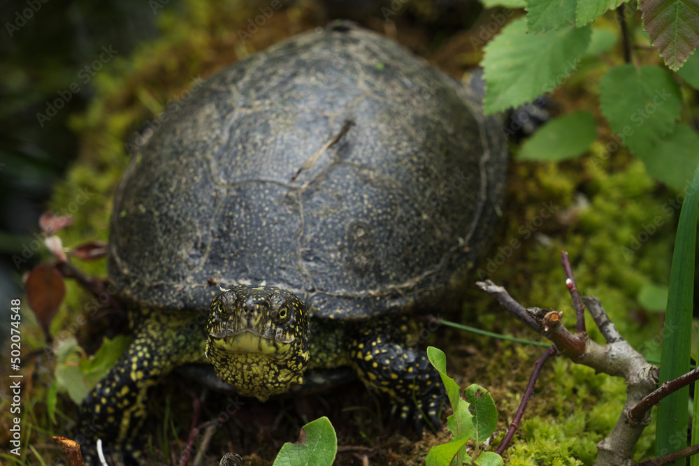 European pond turtle or Emys orbicularis, also called commonly European pond terrapin and European pond tortoise, is a species of long-living freshwater turtle in family Emydidae European pond turtle or Emys orbicularis, also called commonly European pond terrapin and European pond tortoise, is a species of long-living freshwater turtle in family Emydidae