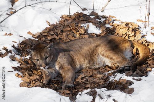 Canadian cougar or puma concolor lies on dry leaves in snow in winter. It is adaptable, generalist species, occurring in most American habitat types. Puma, mountain lion, catamount and panther photo