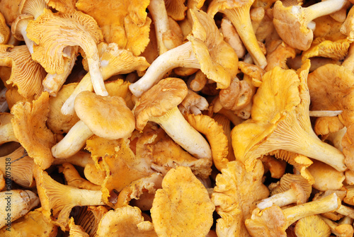 Yellow chanterelle cantharellus cibarius. Fresh organic mushrooms. Fungi background texture.