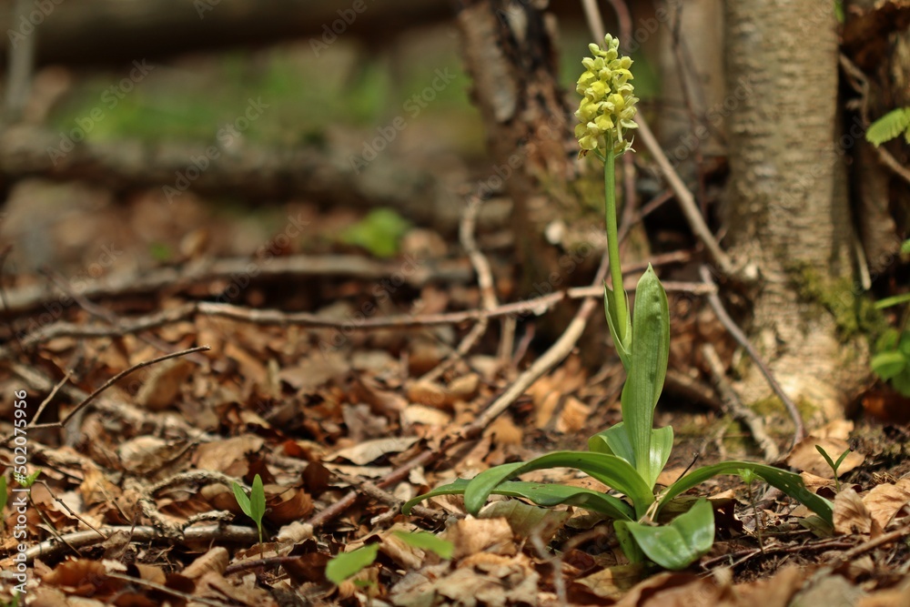 Blasses Knabenkraut (Orchis pallens).