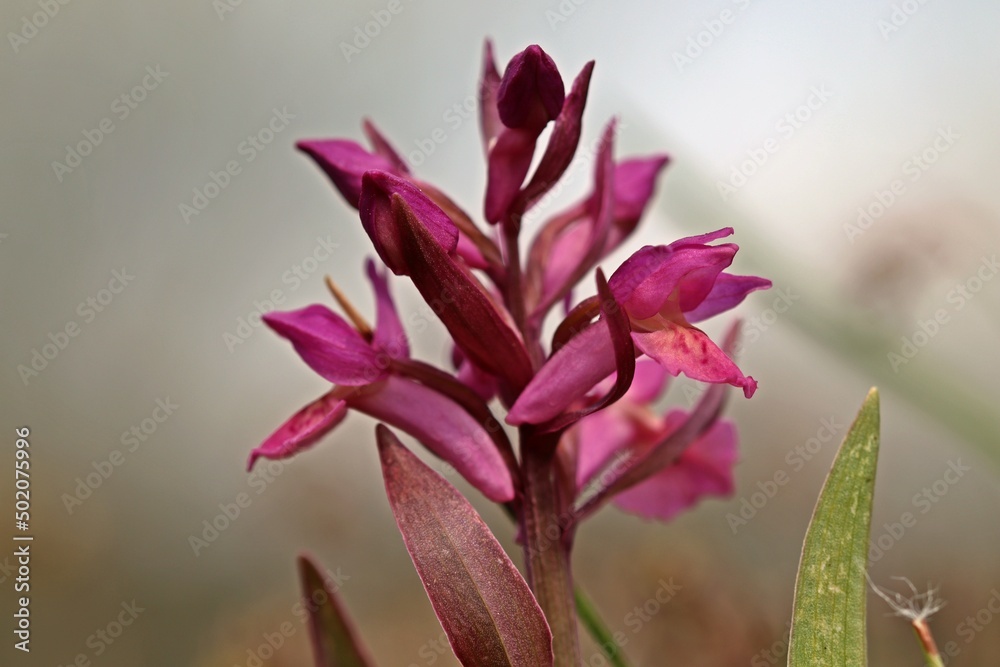 Obraz premium Violettes Holunder-Knabenkraut (Dactylorhiza sambucina).