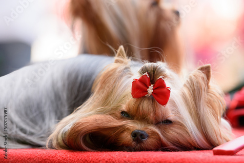 A Yorkshire Terrier breed dog is napping on a red bedding. Close-up.