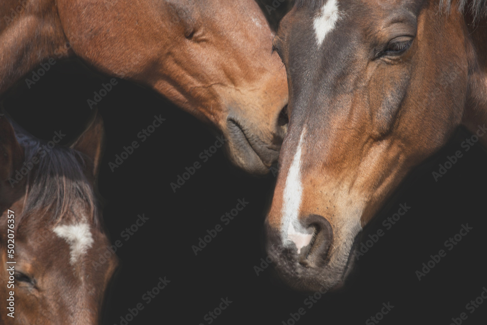 Fototapeta premium Heads of bay horses on a black background. Detail up close. Background with space for text