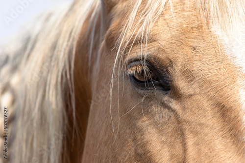 Portrait of a horse. A beautiful relaxed palomino quarter horse. Closed eye. Calm no stress