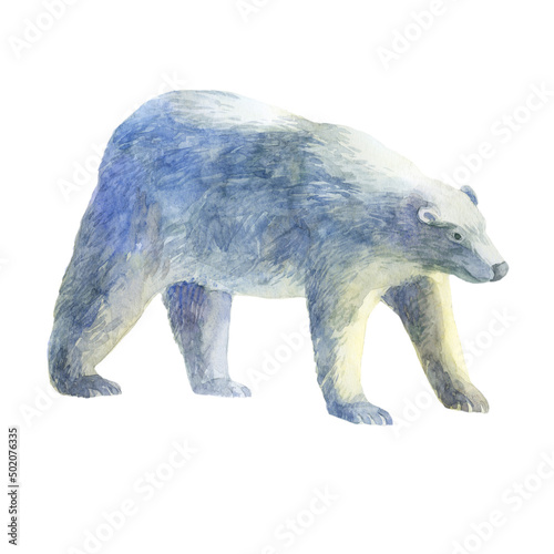 Watercolor illustration. Polar bear. Watercolor drawing animal.