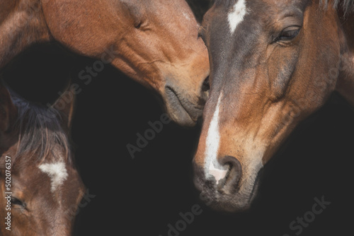 Heads of bay horses on a black background. Detail up close. Background with space for text