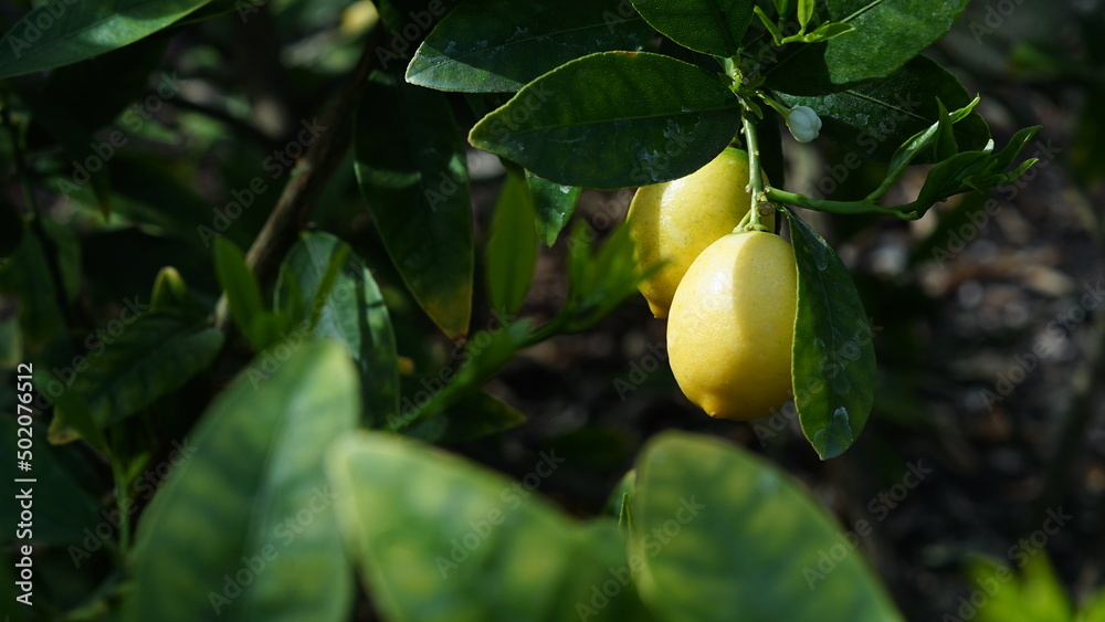 Small citrus fruits hanging from branch between green leaves in vegetable garden horizontal Small citrus fruits hanging from branch between green leaves in vegetable garden horizontal