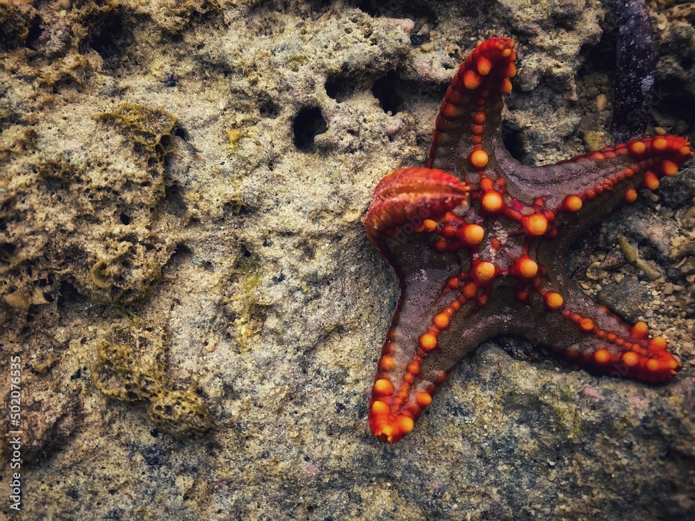 red seastar at the beach/ on a rock red seastar at the beach/ on a rock