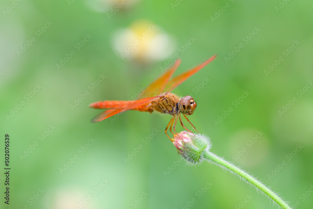 Orange dragonfly perched on a flower on the ground in a park with green grass after a rainy day and the sun shines down on it. Very refreshing. Sunlight.
Orange dragonfly perched on a flower on the ground in a park with green grass after a rainy day and the sun shines down on it. Very refreshing. Sunlight.