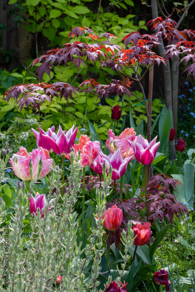 Untidy suburban garden with tulips, shrubs, flowers and greenery. Photographed in Pinner, northwest London UK.