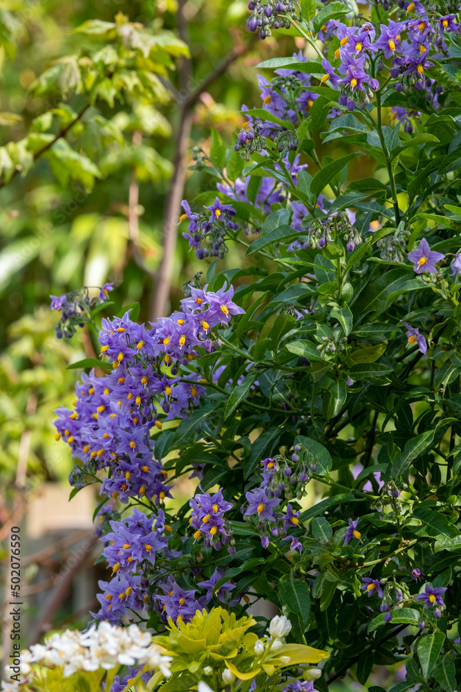 Fototapeta premium Chilean potato climbing plant also known as Solanum crispum, with bursts of purple and yellow flowers. Photographed in a suburban garden in Pinner, north west London UK.