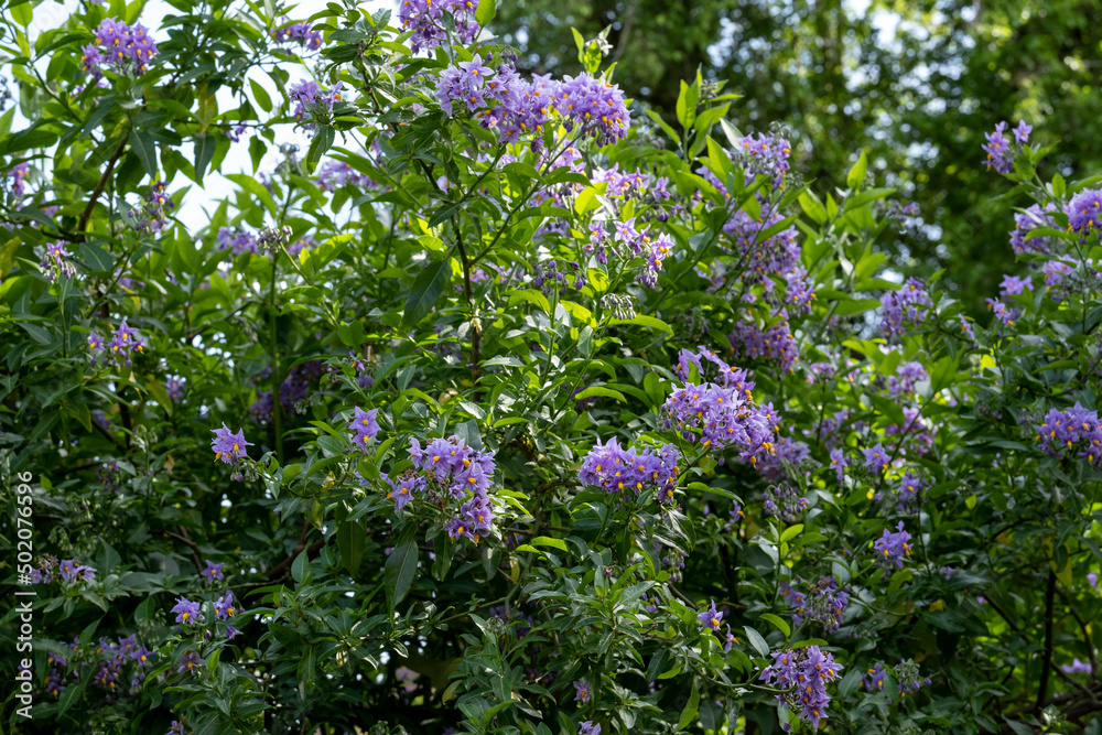 Fototapeta premium Chilean potato climbing plant also known as Solanum crispum, with bursts of purple and yellow flowers. Photographed in a suburban garden in Pinner, north west London UK.